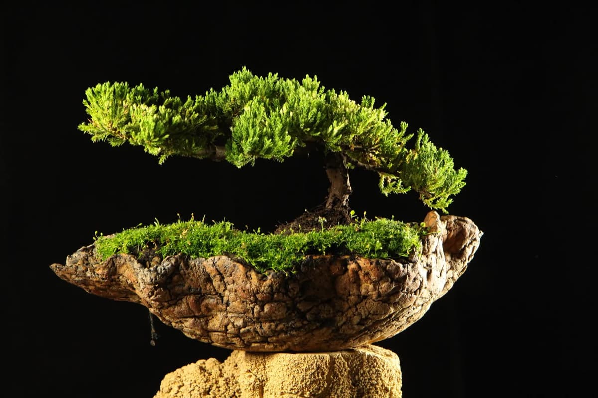 Bonsai tree